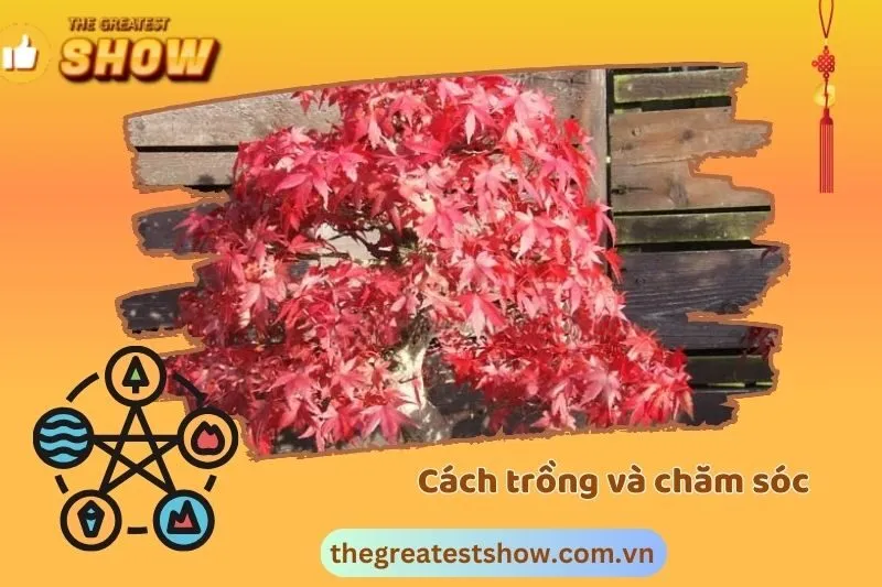 Cách trồng và chăm sóc cây phong lá đỏ