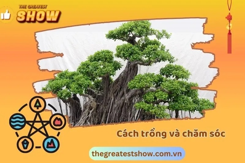 Cách trồng và chăm sóc cây Si