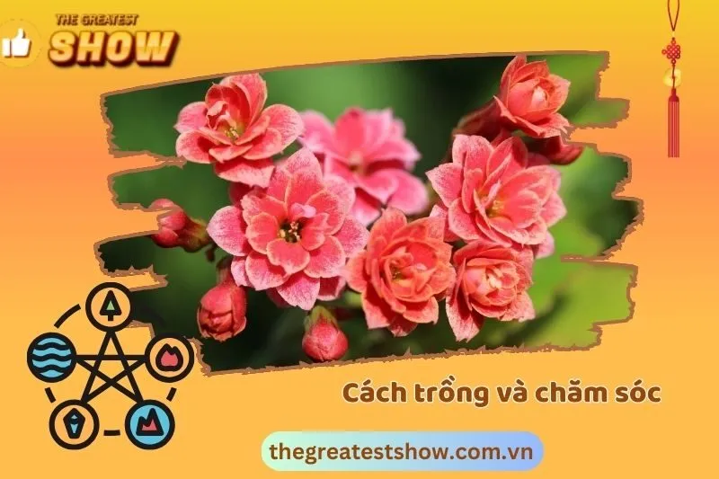 Cách trồng và chăm sóc cây sống đời