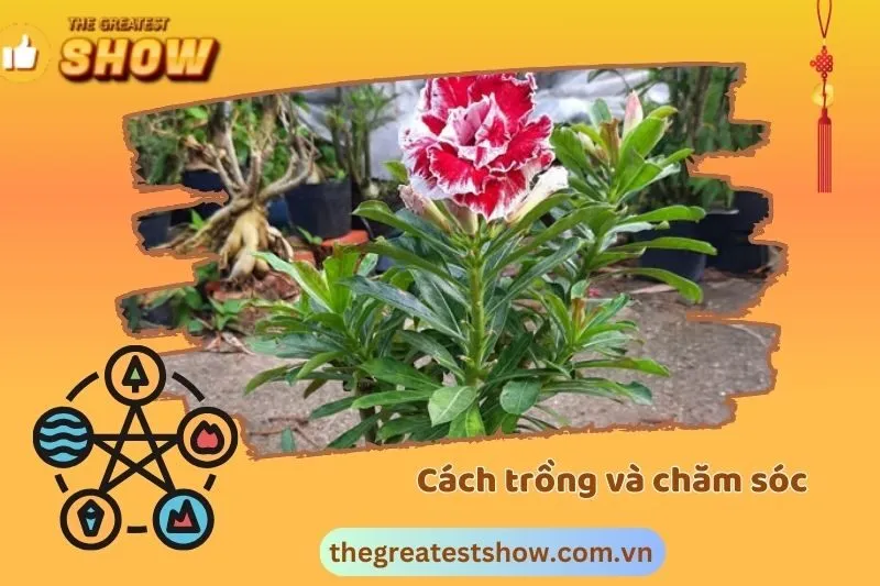 Cách trồng và chăm sóc cây sứ Thái