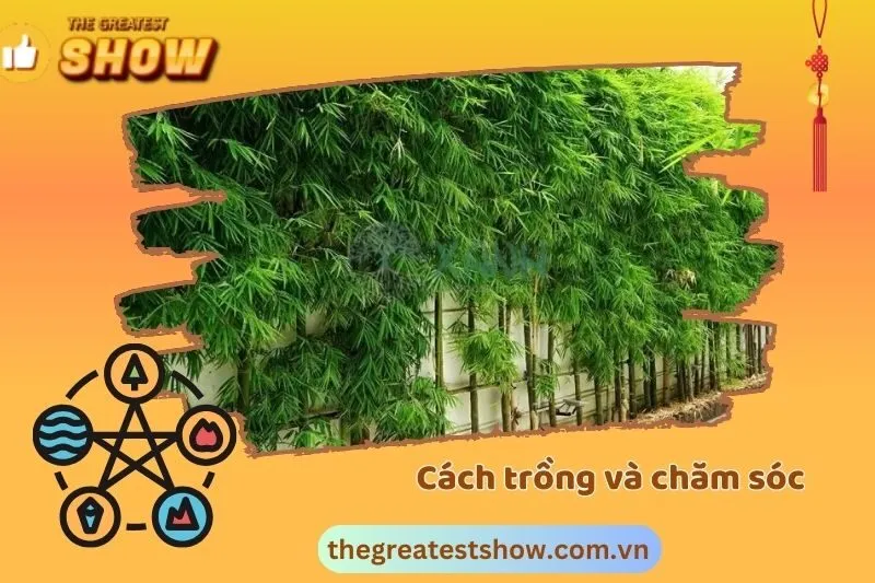 Cách Trồng Và Chăm Sóc Cây Trúc Quân Tử