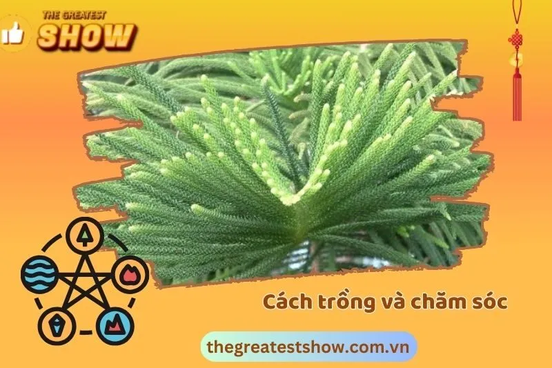 Cách trồng và chăm sóc cây tùng bách