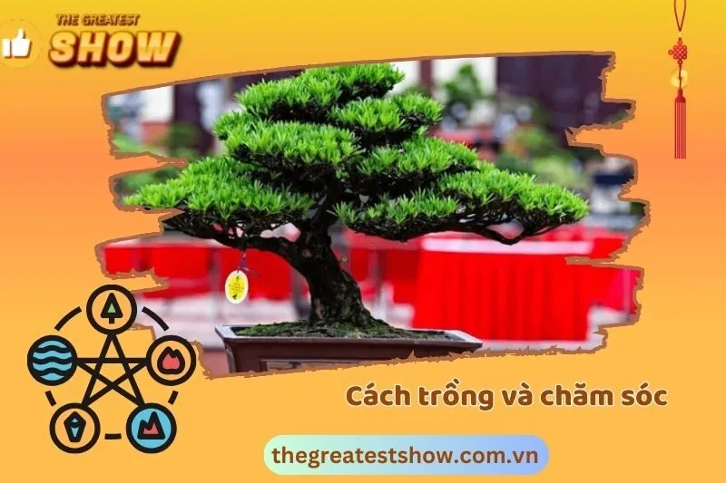 Cách trồng và chăm sóc cây Tùng La Hán