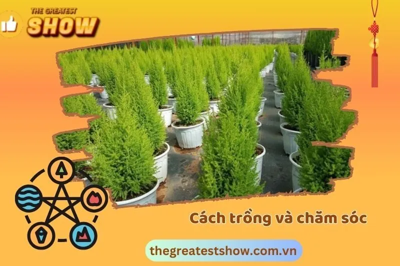 Cách trồng và chăm sóc cây tùng thơm