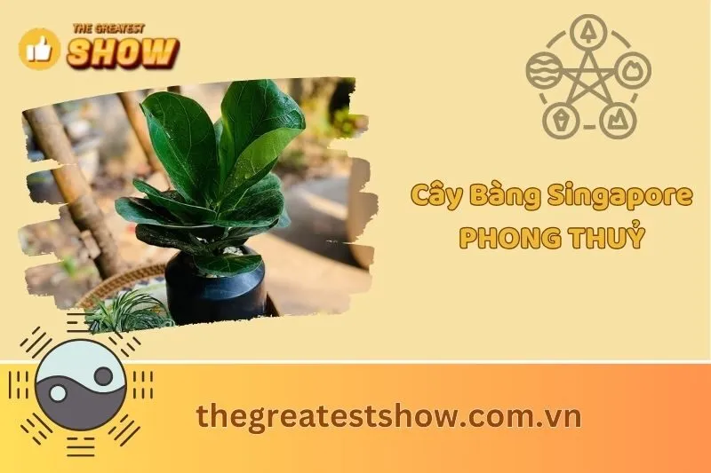 Cây bàng Singapore phong thuỷ 2025: Ý nghĩa và cách chăm sóc