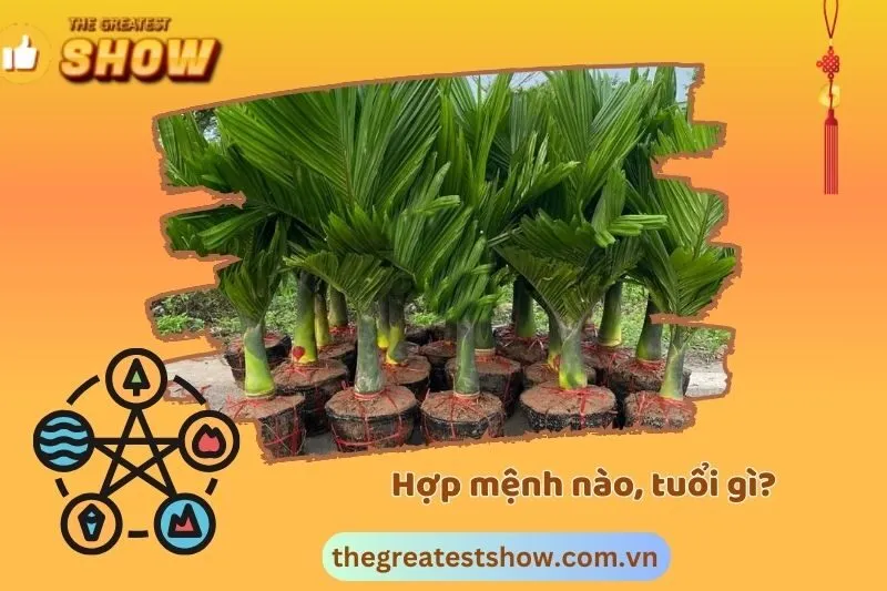 Cây cau cảnh hợp mệnh nào?