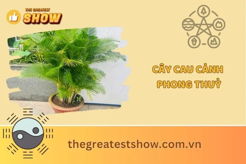 Cây cau cảnh phong thuỷ 2025: Ý nghĩa, công dụng & cách trồng