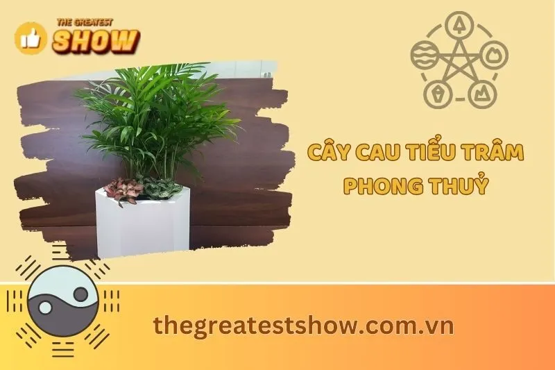 Cây cau tiểu trâm phong thuỷ 2025: Ý nghĩa, cách trồng, công dụng