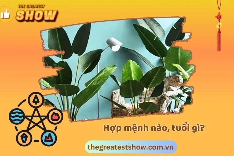 Cây chuối cảnh hợp với mệnh nào, tuổi gì?