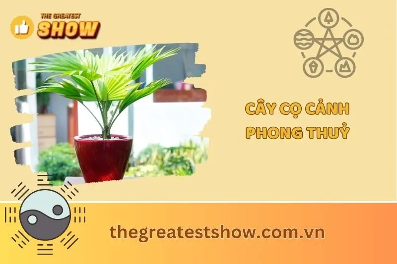 Cây cọ cảnh phong thuỷ 2025: Đặc điểm, ý nghĩa và cách trồng