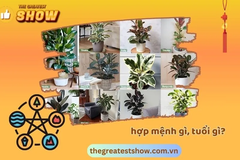 Cây đa búp đỏ hợp mệnh gì?