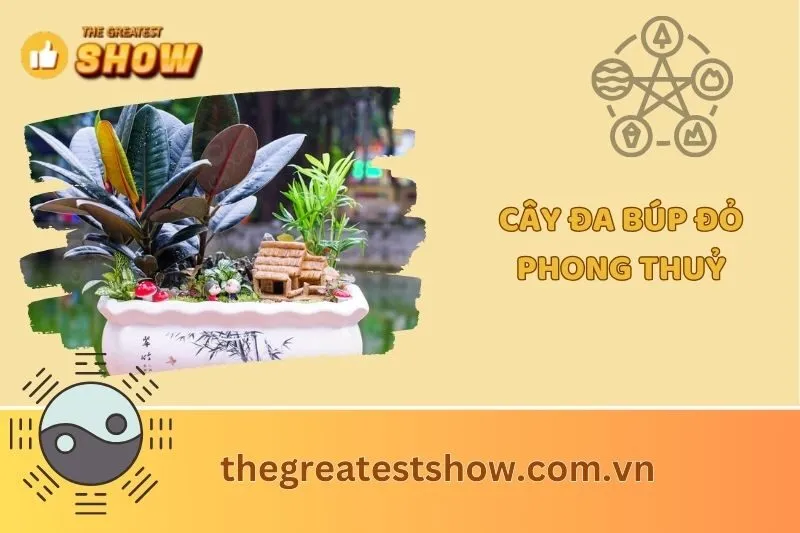 Cây đa búp đỏ phong thủy 2025: Ý nghĩa, công dụng và cách chăm sóc