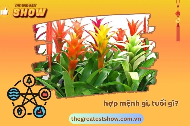 Cây dứa cảnh nến hợp mệnh nào? Hợp tuổi nào?