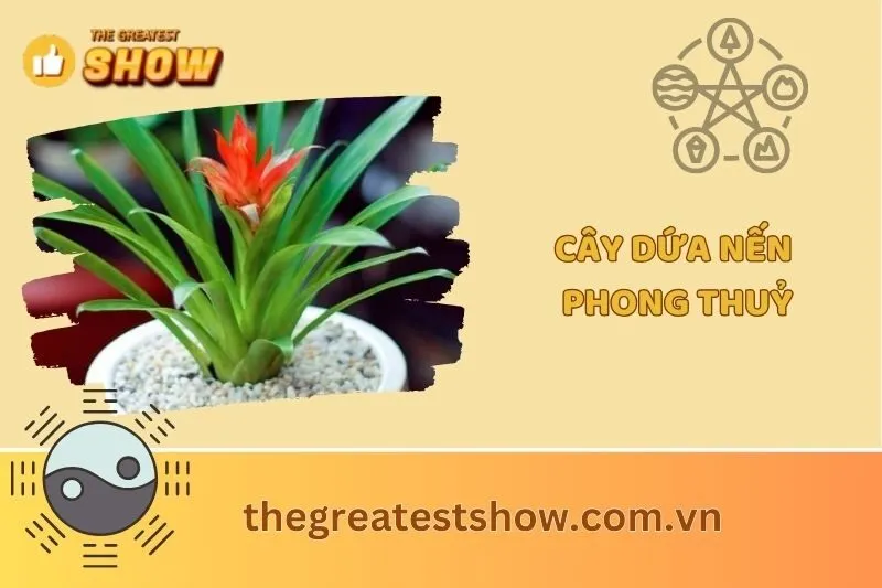 Cây dứa cảnh nến phong thuỷ 2025: Ý nghĩa, hợp mệnh nào?
