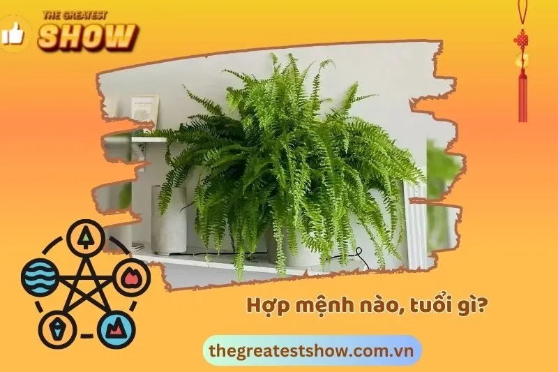 Cây dương xỉ hợp với mệnh nào, tuổi nào?