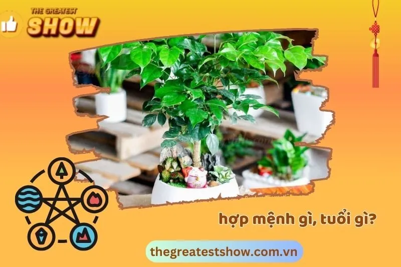Cây hạnh phúc hợp mệnh gì, tuổi gì?