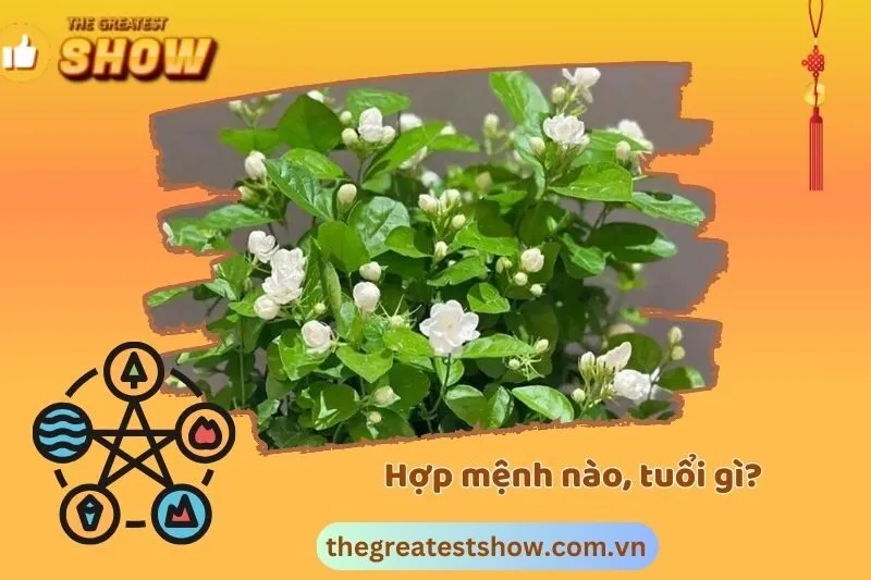 Cây Hoa nhài hợp với mệnh nào, tuổi gì?