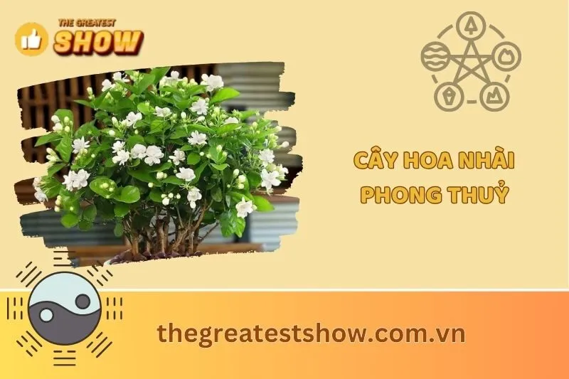 Cây hoa nhài phong thủy 2025: Ý nghĩa, tác dụng và cách chăm sóc