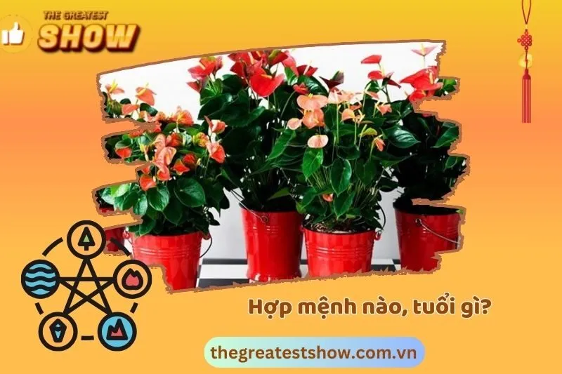 Cây Hồng Môn Hợp Với Mệnh Nào, tuổi gì?
