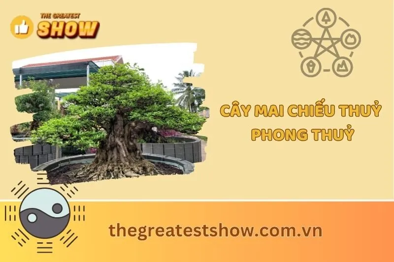 Cây mai chiếu thủy phong thủy 2025: Ý nghĩa, cách trồng, chăm sóc