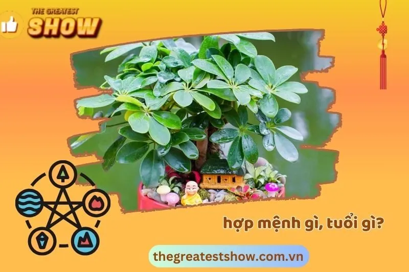 Cây ngũ gia bì hợp với tuổi nào, mệnh nào?