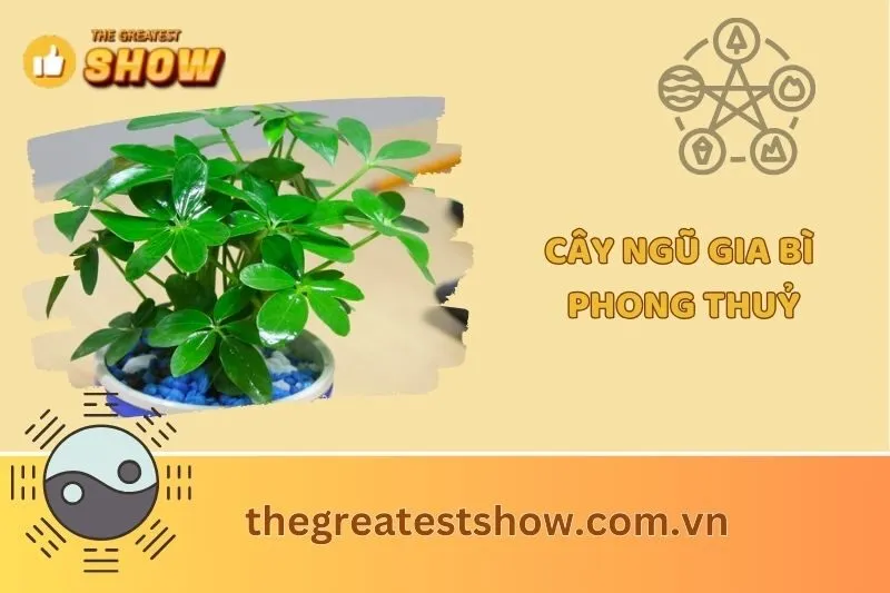 Cây ngũ gia bì phong thuỷ 2025: Ý nghĩa, cách trồng và chăm sóc