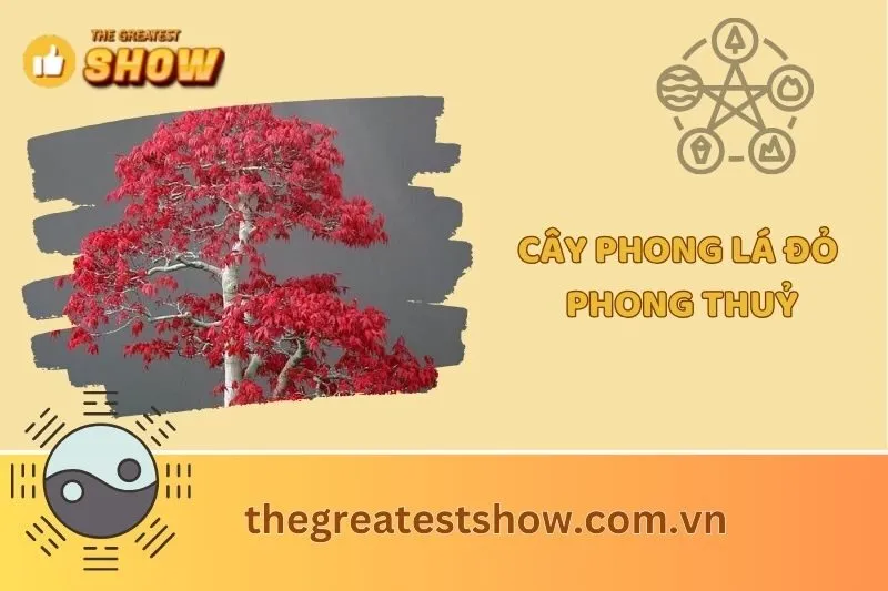 Cây phong lá đỏ phong thuỷ 2025 - Đặc điểm và ứng dụng
