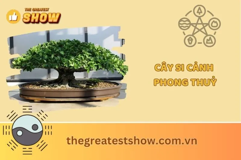 Cây Si Cảnh Phong Thủy 2025: Ý Nghĩa, Cách Trồng & Chăm Sóc