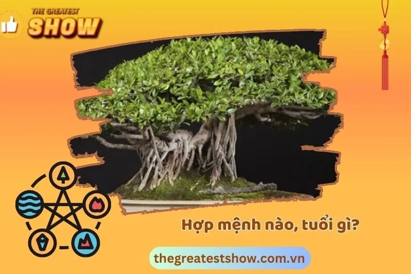 Cây Si hợp mệnh gì, tuổi nào?