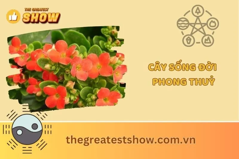 Cây sống đời phong thủy 2025: Ý nghĩa, tác dụng & cách chăm sóc