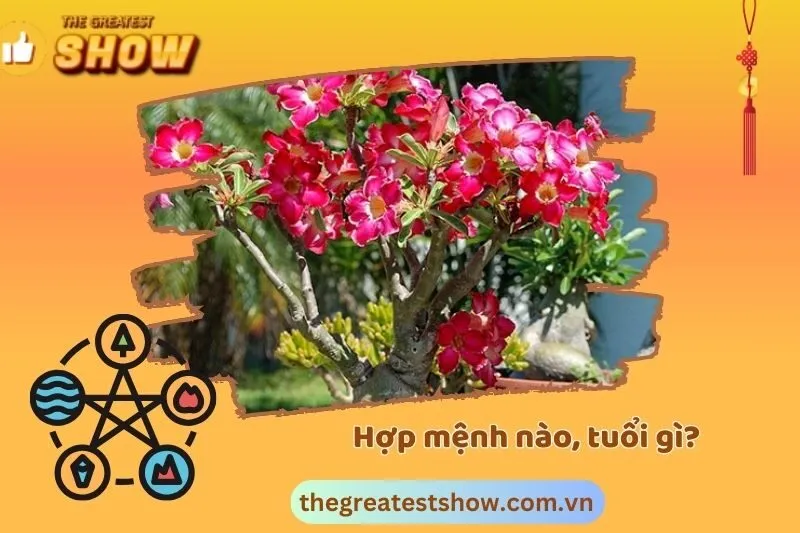 Cây sứ Thái hợp mệnh gì?