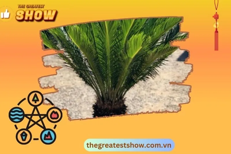 Cây Thiên Tuế trong phong thủy