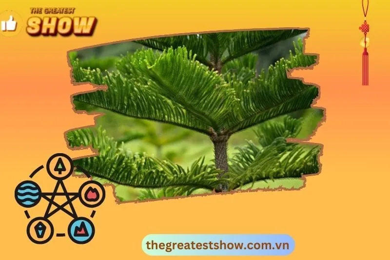 Cây tùng bách là gì? Nguồn gốc và đặc điểm