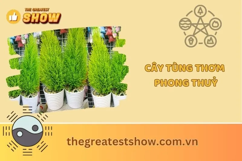 Cây Tùng Thơm Phong Thủy 2025: Ý Nghĩa, Tác Dụng và Cách Chăm Sóc