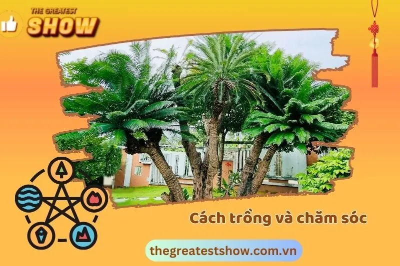 Chăm sóc và phát triển cây Thiên Tuế