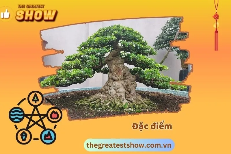 Đặc điểm của cây mai chiếu thủy là gì?