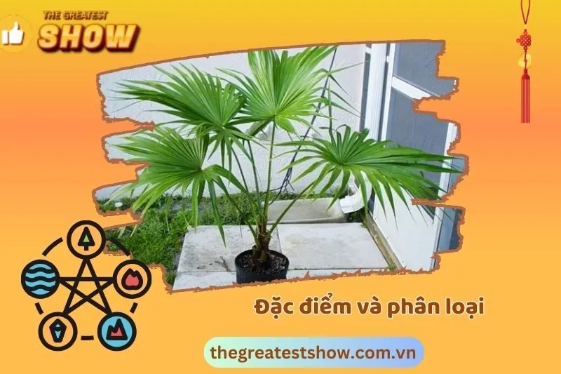 Đặc điểm và phân loại cây cọ cảnh