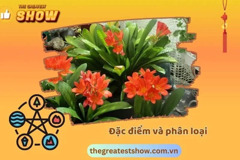 Đặc điểm và phân loại cây Lan Quân Tử