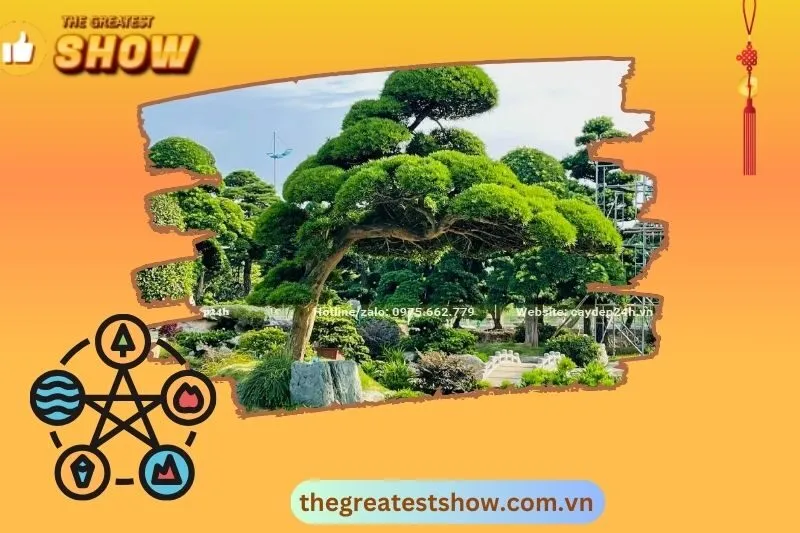 Đặc điểm và phân loại cây Tùng La Hán