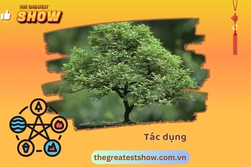 Tác dụng của cây nguyệt quế