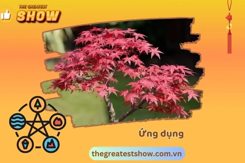 Ứng dụng của cây phong lá đỏ trong đời sống