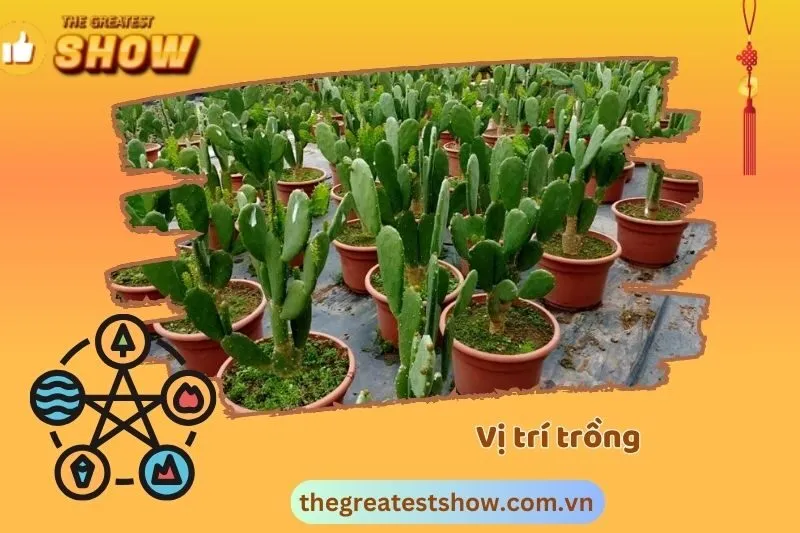 Vị trí trồng cây xương rồng hợp phong thủy