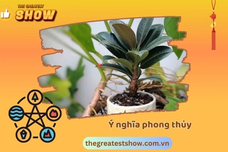 Ý nghĩa phong thủy cây đa búp đỏ