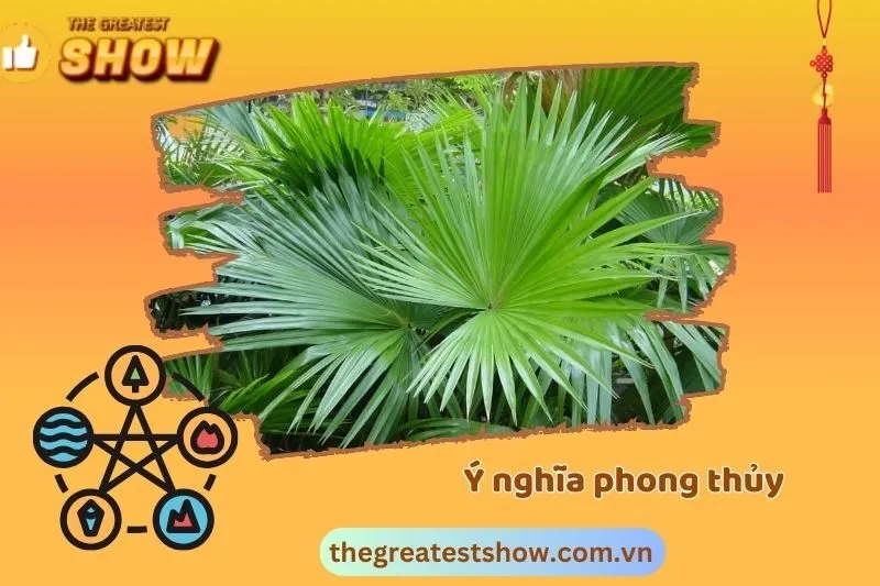 Ý nghĩa phong thủy của cây cọ cảnh