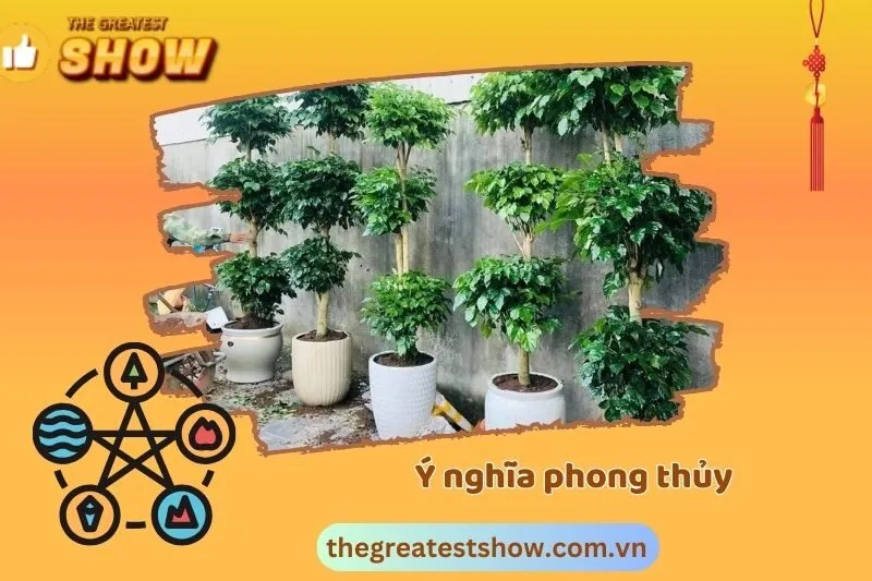 Ý nghĩa phong thủy của cây hạnh phúc