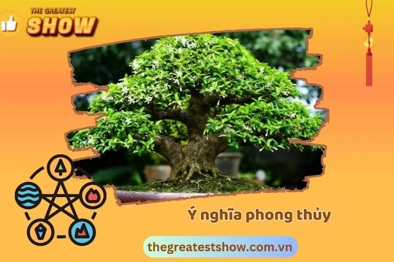Ý nghĩa phong thủy của cây mai chiếu thủy