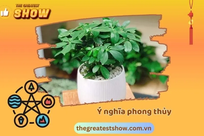 Ý nghĩa phong thủy của cây ngũ gia bì