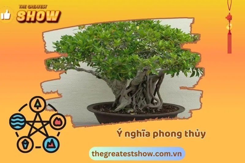 Ý nghĩa phong thủy của cây Si