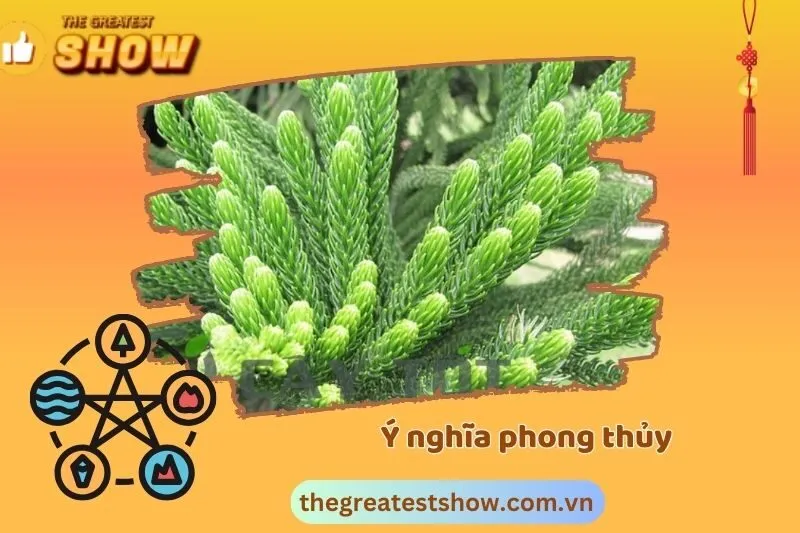 Ý nghĩa phong thủy của cây tùng bách