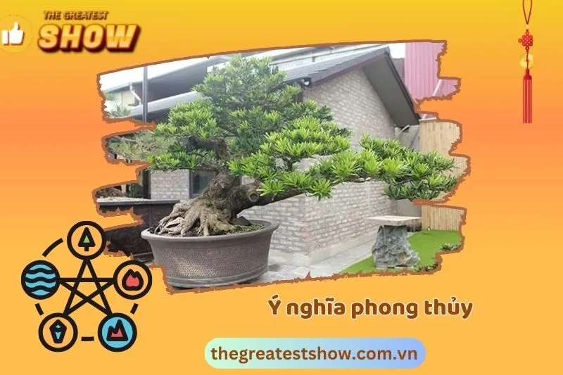 Ý nghĩa phong thuỷ của cây Tùng La Hán